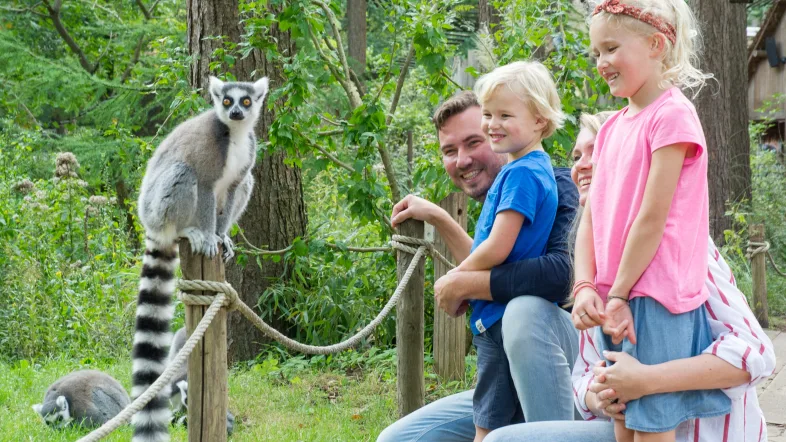 Affenpark Apenheul Familie schaut sich Lemur Äffchen aus nächster Nähe an