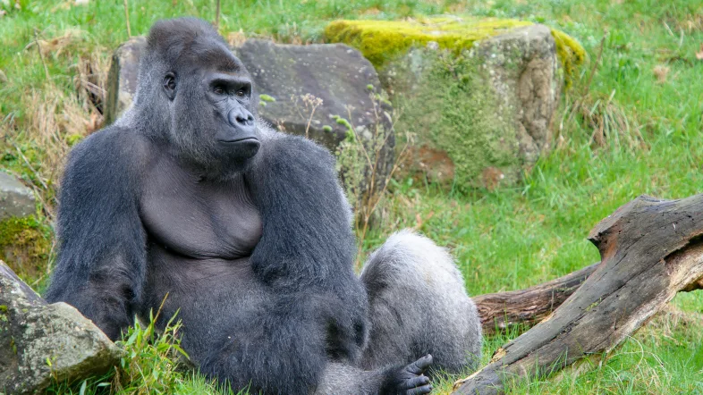 Affenpark Apenheul Gorilla sitzt auf Wiese
