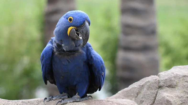 Hyazinth-Aras im Grünen Zoo Wuppertal auf einem Fels sitzend