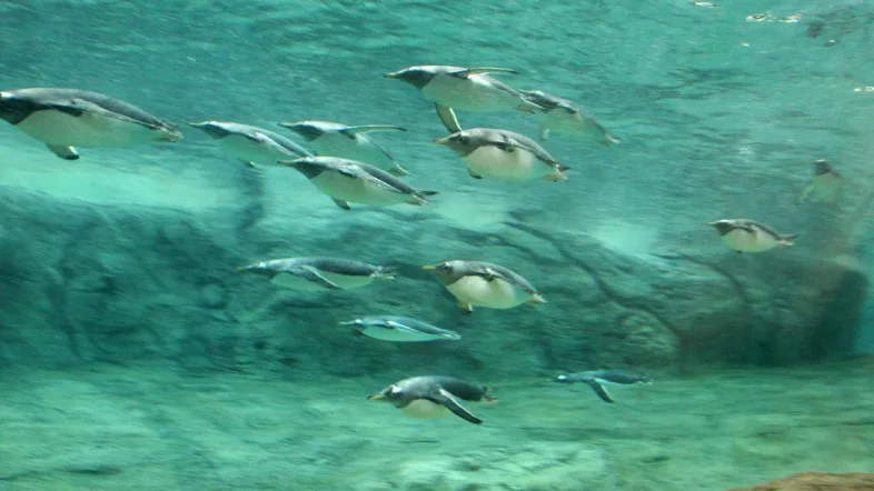 Pinguine beim Schwimmen im Wasserbecken im Grünen Zoo Wuppertal.