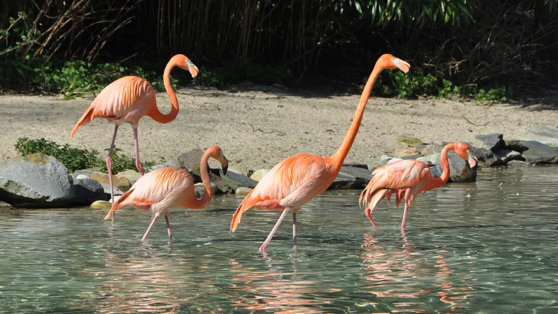 Flamingos im Teich des Grugaparks Essen, umgeben von Vegetation.