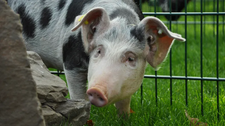 Schweine im Freigehege des Grugaparks Essen auf grüner Wiese.