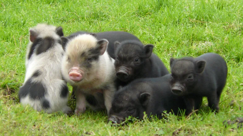 Ferkel spielen ausgelassen im Freigehege des Naturwildparks Granat Haltern.