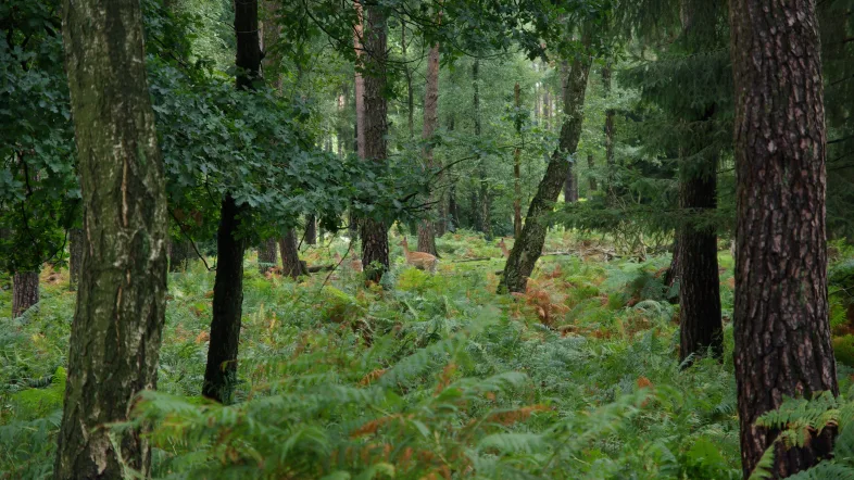 Weite Landschaft mit Wiesen und Wald im Naturwildpark Granat Haltern.
