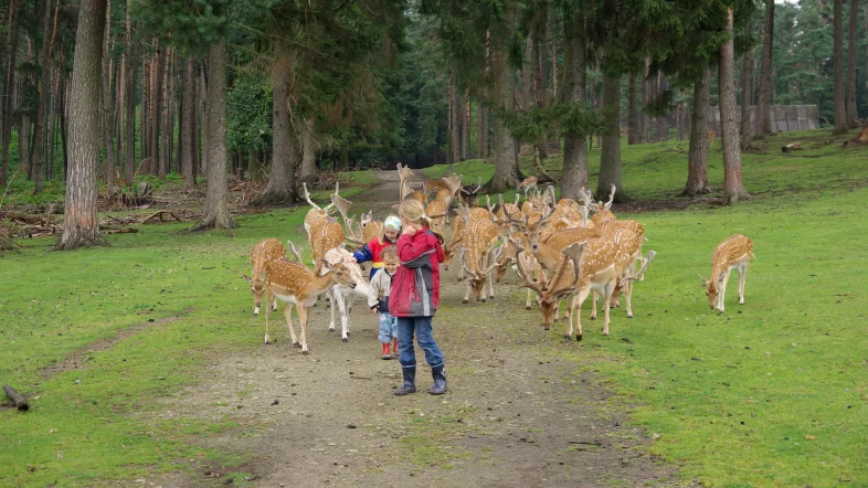 Kinder beobachten Rehe im Naturwildpark Granat Haltern aus nächster Nähe.