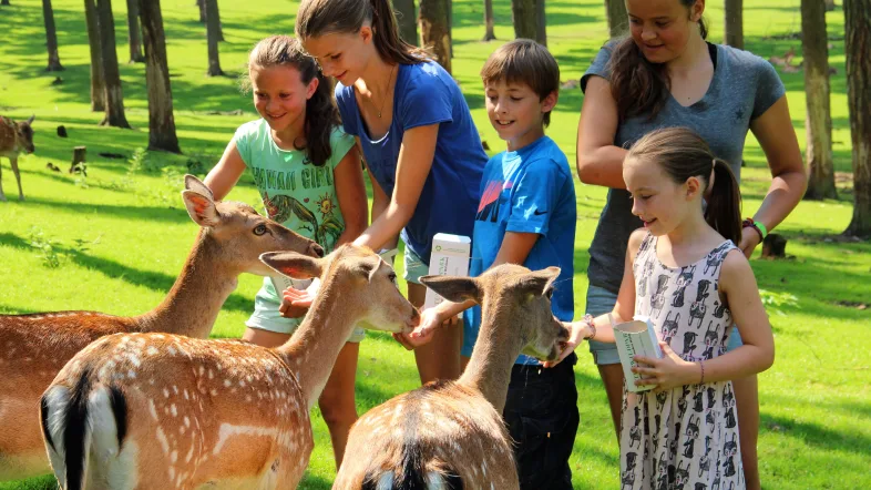 Rehe im Naturwildpark Granat Haltern werden von Besuchern gefüttert.