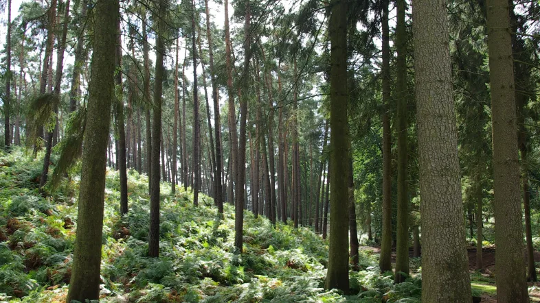 Waldlandschaft im Naturwildpark Granat mit natürlichem Baumbestand und Wanderweg.