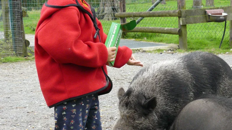 Mädchen im Naturwildpark Granat Haltern streichelt ein Wildschwein im Freigehege.