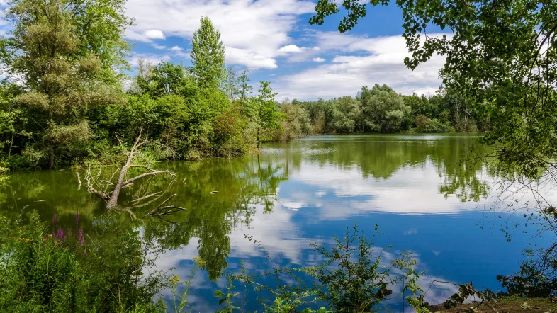 Idyllischer Teich mit Wasserpflanzen auf der Bislicher Insel.