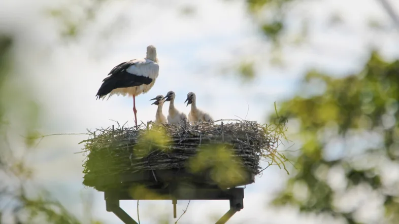 Vogelnest mit Küken auf der Bislicher Insel inmitten natürlicher Vegetation.