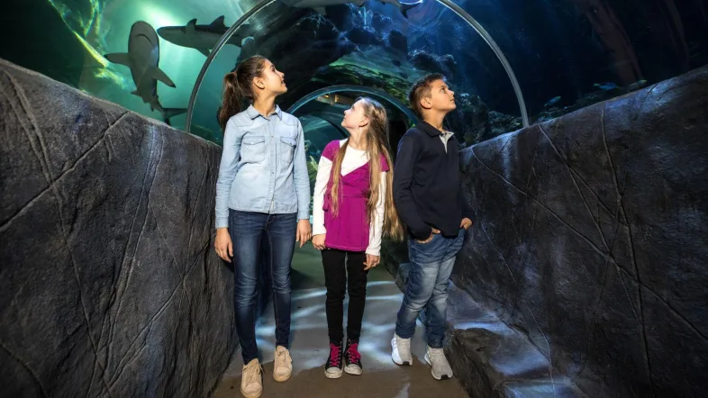 Kinder schauen gespannt durch den Unterwassertunnel im Sealife Oberhausen.