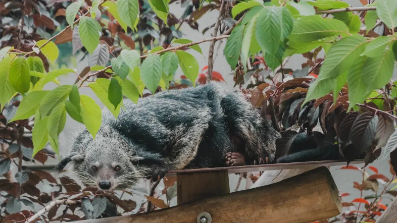 Binturong im Tierpark Bochum klettert neugierig auf Ästen in seinem Gehege.