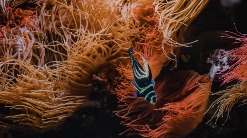 Bunter tropischer Fisch schwimmt im Aquarium des Tierparks Bochum vor einer farbenfrohen Korallenkulisse.