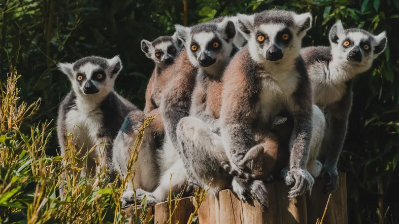 Lemuren im Tierpark Bochum sitzen auf Ästen und beobachten neugierig ihre Umgebung.