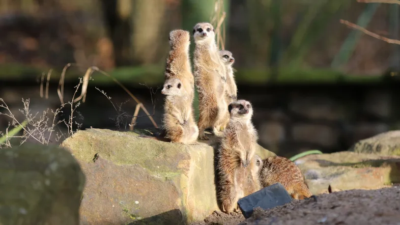 Erdmännchen im Tierpark Hamm steht aufgerichtet auf einem Stein und hält Ausschau.