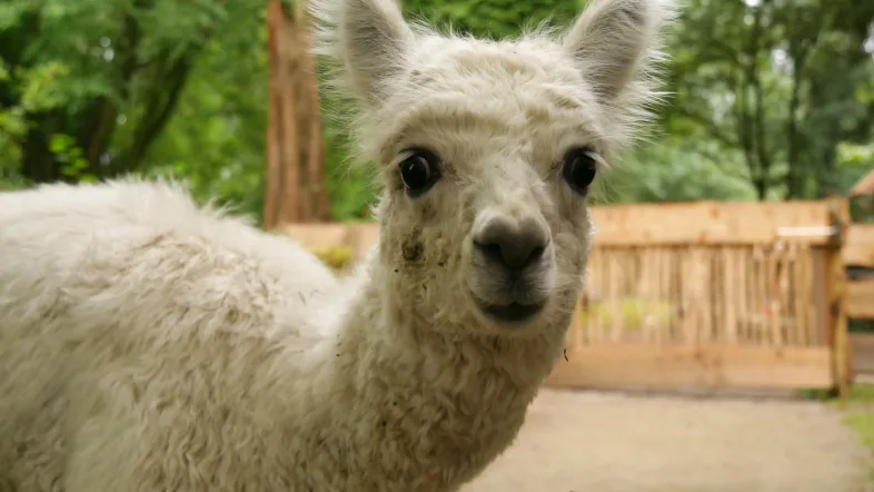 Ein Lama im Tierpark Hamm steht entspannt auf der Weide und blickt in Richtung Kamera.