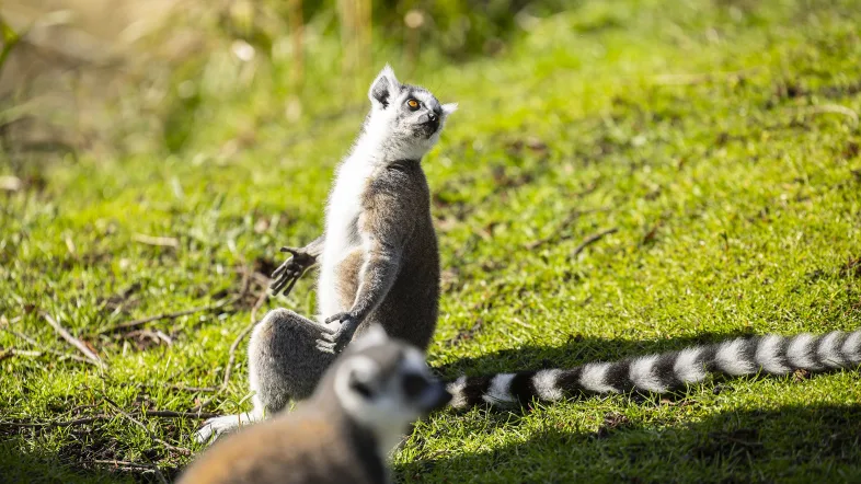 Lemuren im Tierpark Hamm springen spielerisch durch ihr naturnah gestaltetes Gehege.