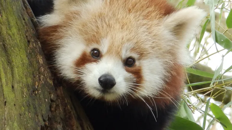 Nahaufnahme eines Pandas im Zoo Dortmund, der entspannt sitzt und in die Kamera schaut.