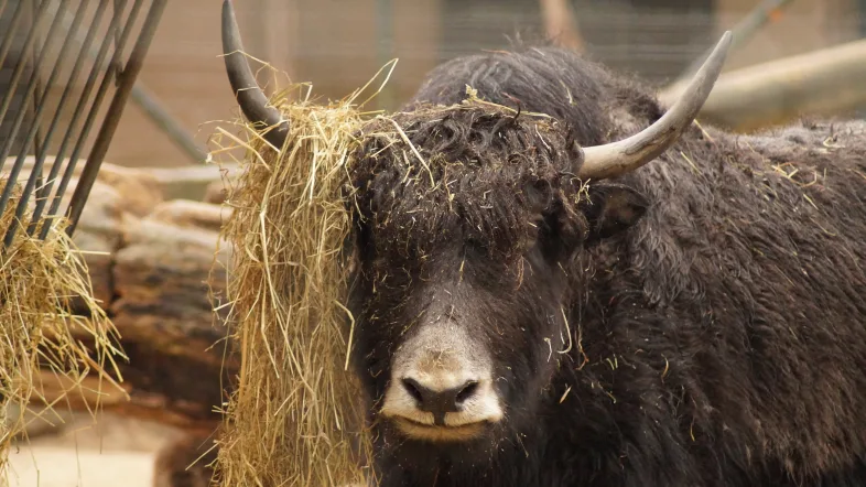 Nahaufnahme eines Yaks im Zoo Dortmund mit dichtem, zotteligem Fell und neugierigem Blick.